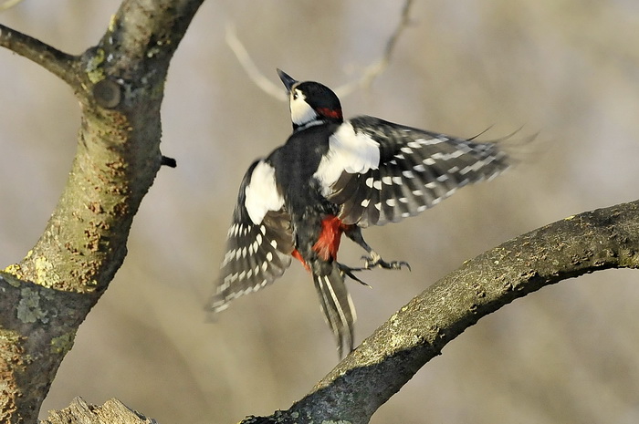 Picchio, che ti ri-picchio, Re del Parco - Dendrocopus major